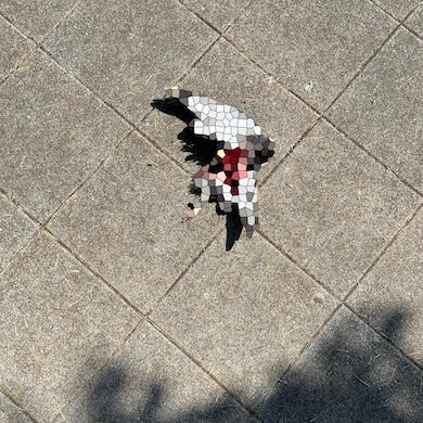 Pigeon